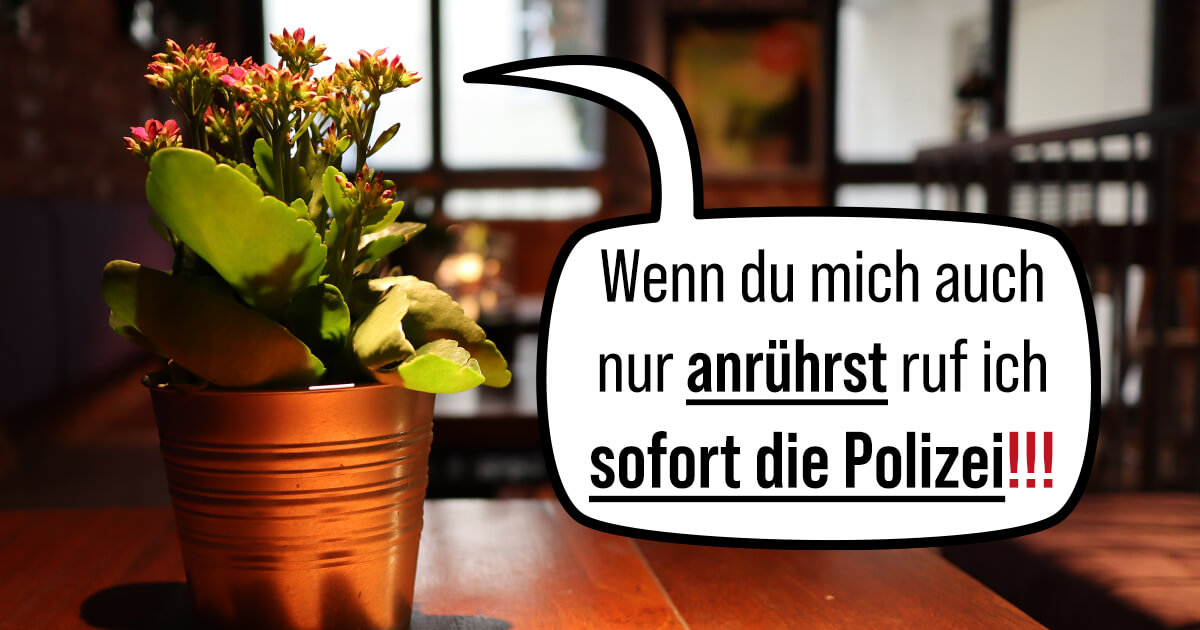 Read more about the article Haben Pflanzen auch Gefühle!?
